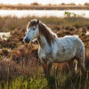 Passeggiate a Cavallo