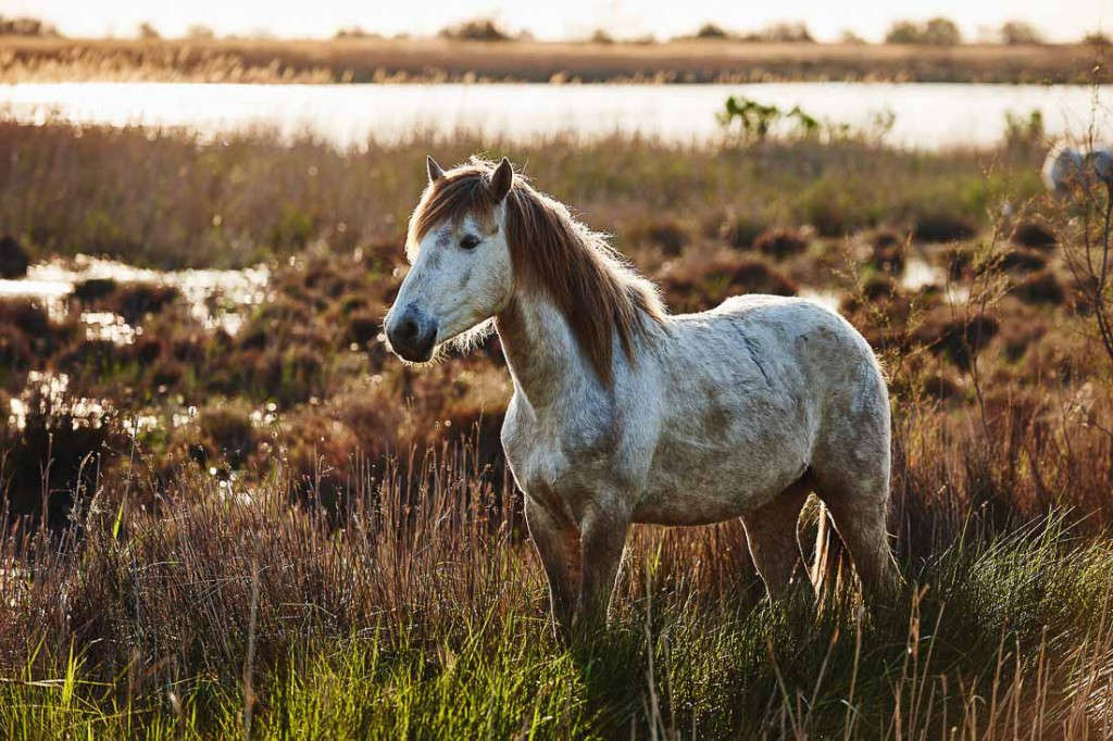 Passeggiate a Cavallo