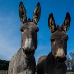 Hiking with Donkey