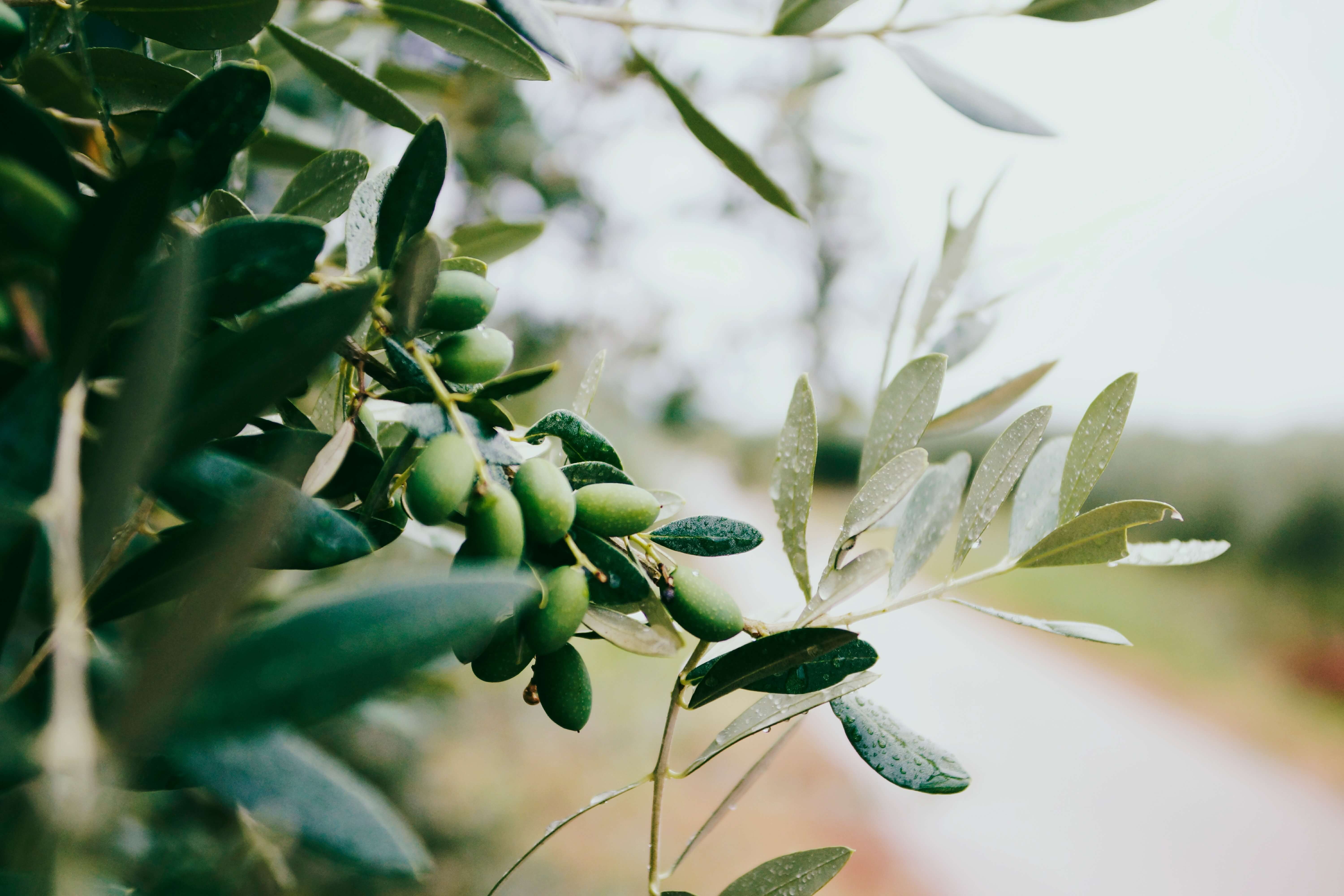 Festa Olio Scansano