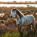 Reiten