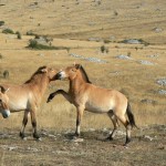 Nasce ad Alberese Il bivacco, primo bioparco della Maremma