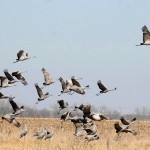 L’avifauna acquatica sceglie il parco della maremma come sito di svernamento