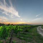 Road of the Montecucco wine and the flavors of Amiata