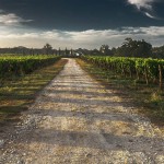 Road of wine and flavors of the hills of Maremma