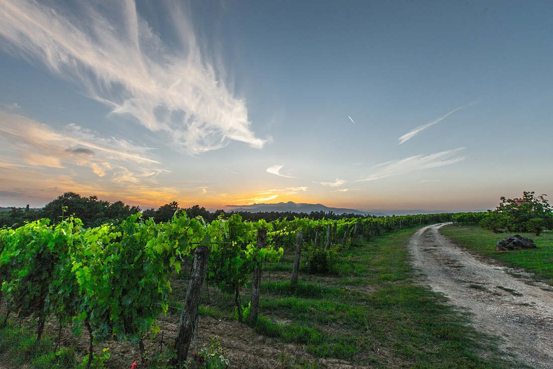 strada-del-vino